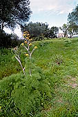 Cave di Cusa, mediterranean vegetation.